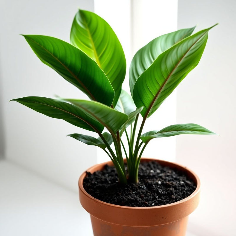 Aglaonema Plant Seeds for Planting Premium Quality Seeds