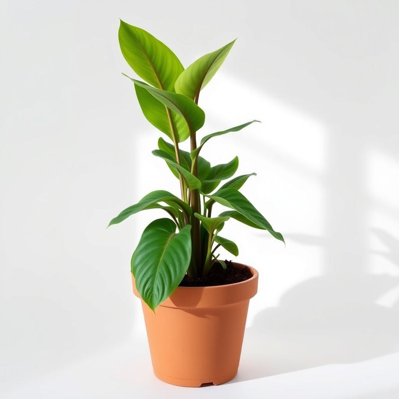 Arisaema Triphyllum Seeds for Planting - Jack-in-the-Pulpit
