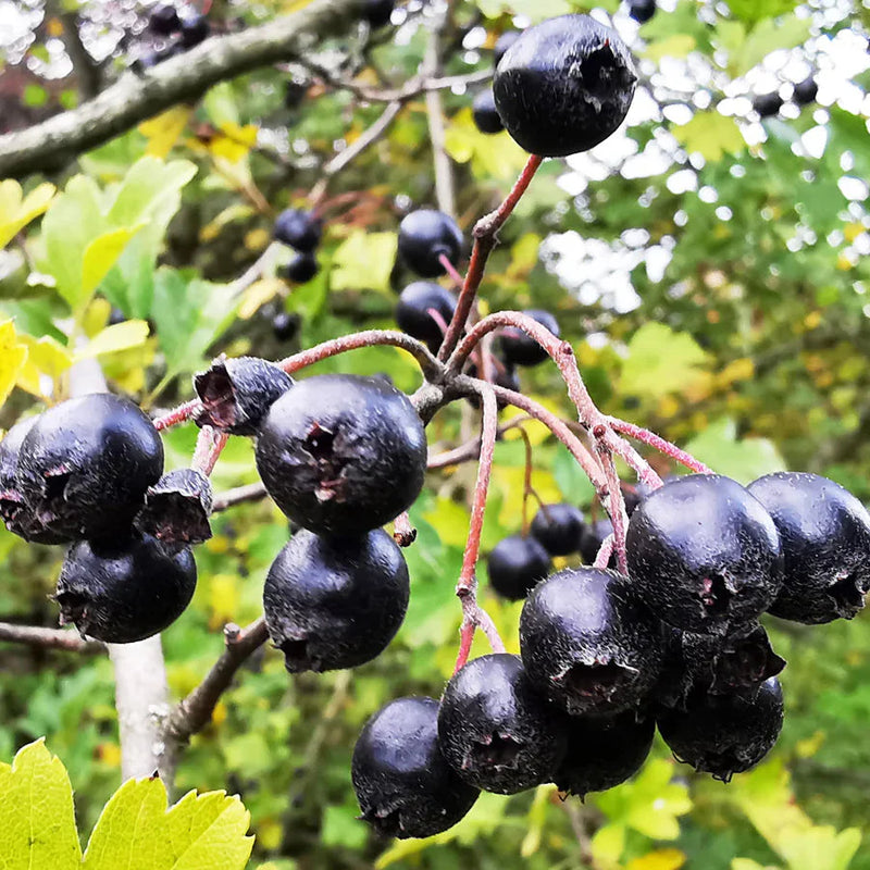 Black Hawthorn Seeds for Planting: Premium Quality Fruit Planting Seeds