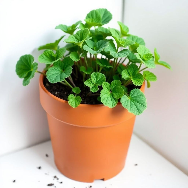 Sorrel Flower Planting Seeds - Grow Fresh Herbs at Home