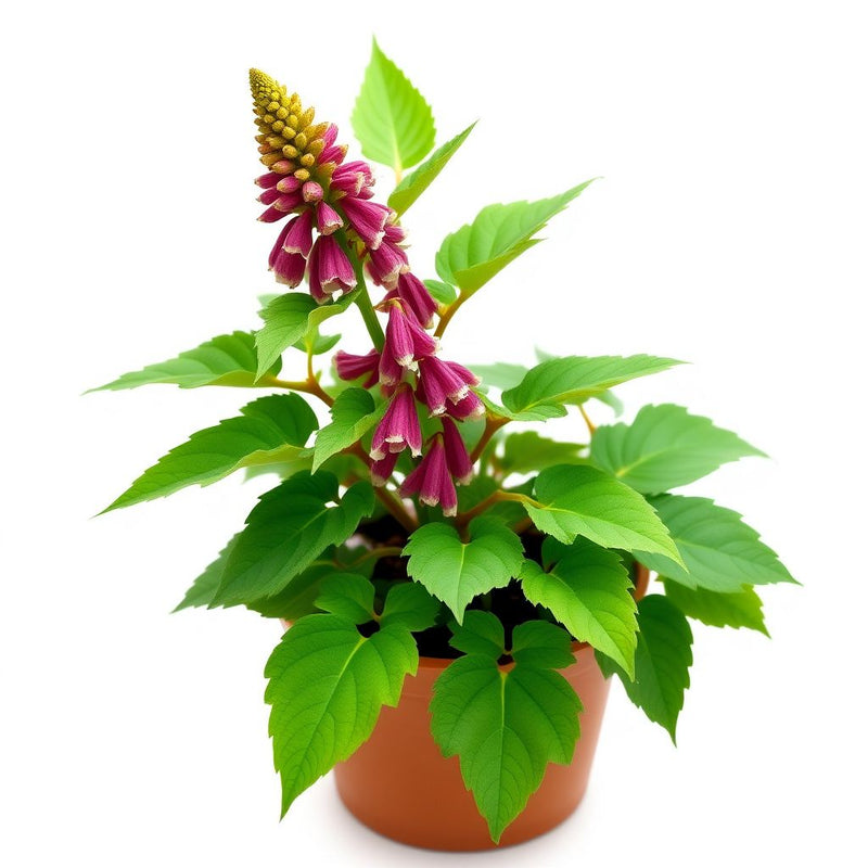 Acanthus Spinosus Acanthus spinosus Flower Seeds for Planting in Flower Bed