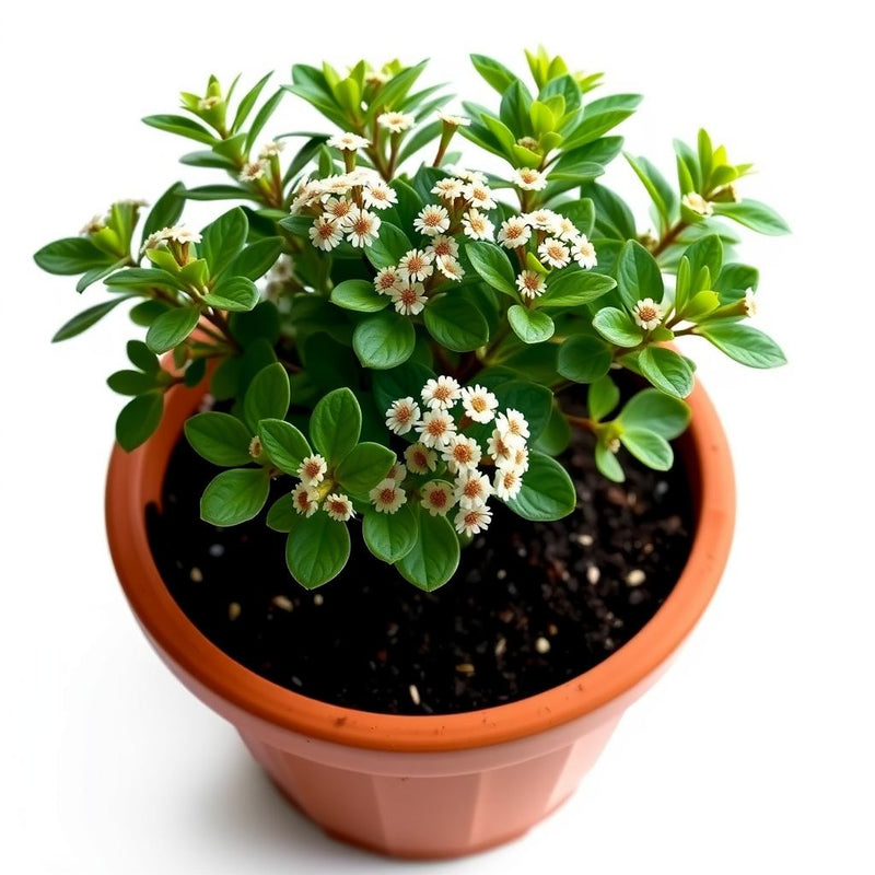 Anacyclus Pyrethrum Flower Seeds for Garden Planting