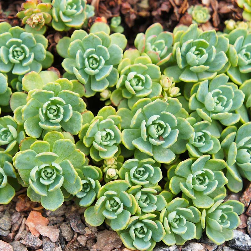 Green Cliff Stonecrop Flower seeds for Planting - Easy to Grow, Heirloom & GMO Free Seeds for Home Garden
Sale seeds for home garden