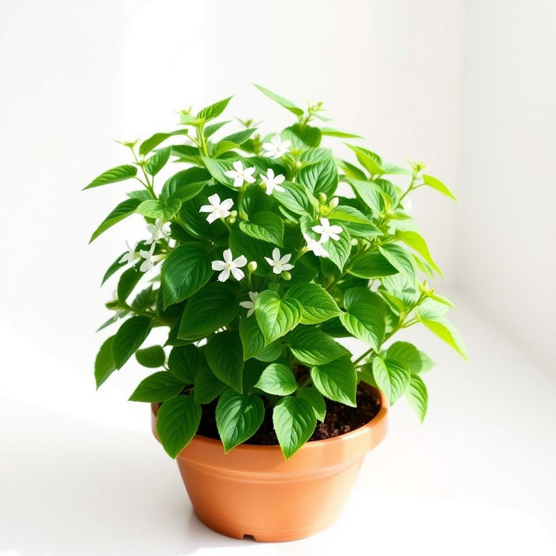Ocimum Flower seeds for Planting, Fragrant Blossoms Heirloom & GMO Free Seeds for Home Garden