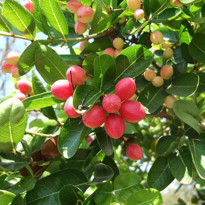 Planting Carissa Lime Berry Seeds Unique Flavor for Your Garden