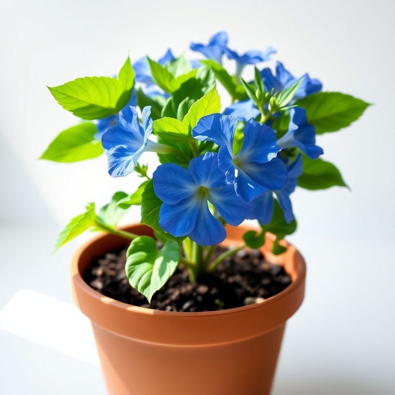 Blue Viscaria Flower seeds for Planting - Fragrant Blossoms, Heirloom & GMO Free Seeds for Home Garden