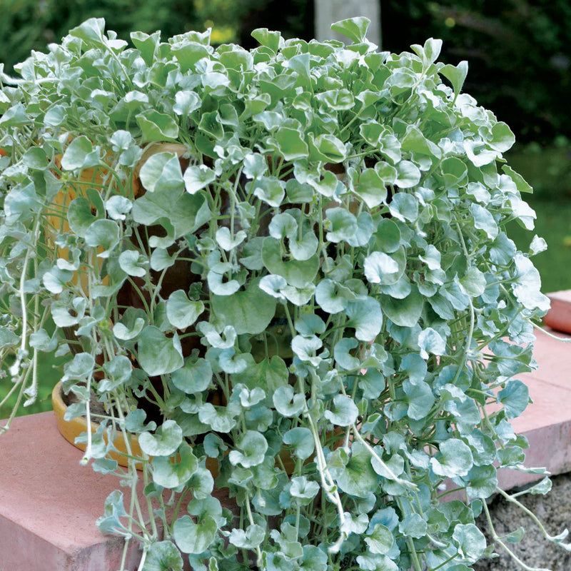 Silver Dichondra Flower seeds for Planting - Fragrant Blossoms, Heirloom & GMO Free Seeds for Home Garden
Sale seeds for home garden