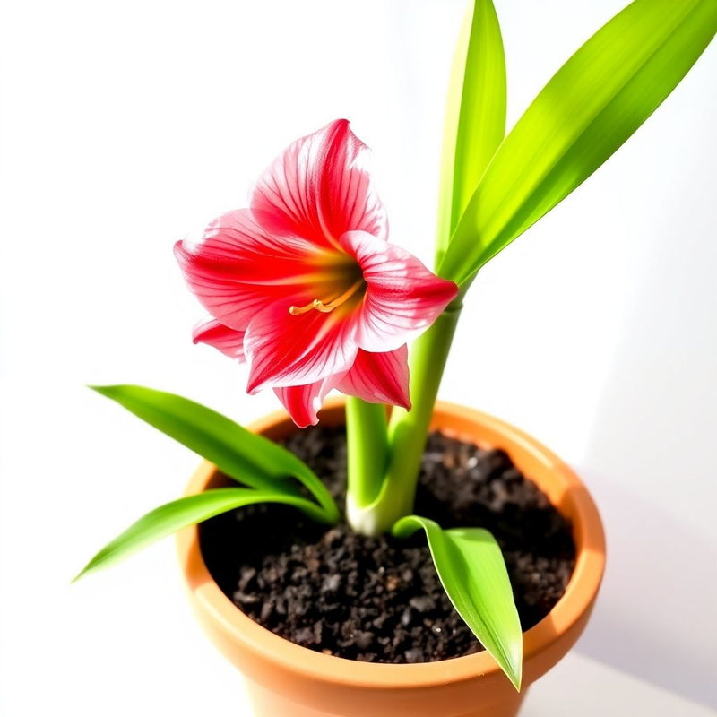 Amaryllis Barbados Pink Flower Seeds for Planting