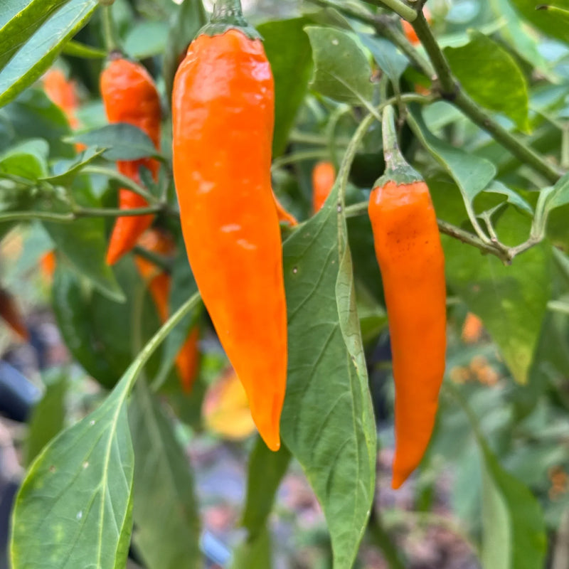 Orange Chili Vegetable Seeds for Planting