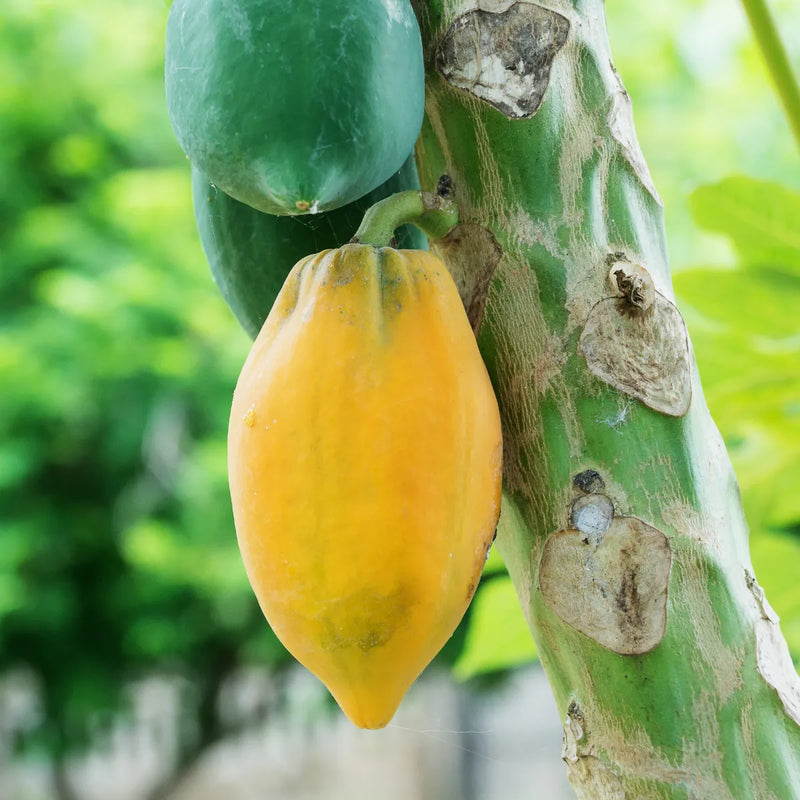 Fast-Growing Papaya Planting Seeds for Home Gardens