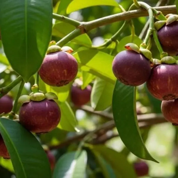 Mangosteen Seeds for Planting - Exotic Fruit Seeds for Home Garden