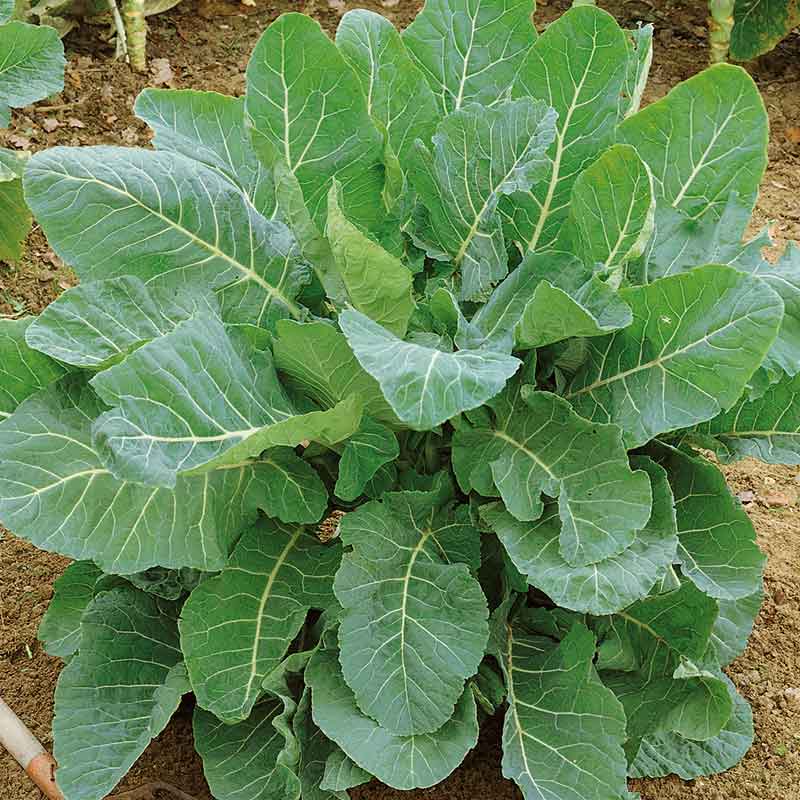 Green Collard Flower seeds for Planting - Bright Blooms, Heirloom & GMO Free Seeds for Home Garden
Sale seeds for home garden