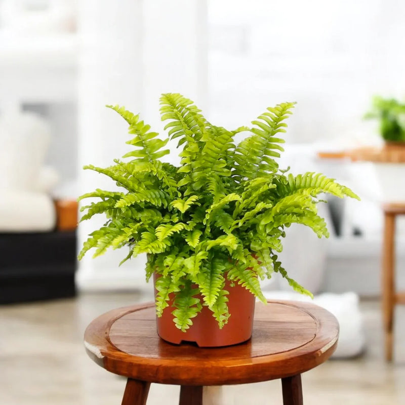 Fern Herb seeds for Planting - Long Bloom Season, Heirloom & GMO Free Seeds for Home Garden