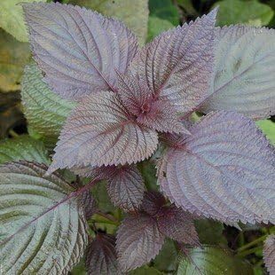 Purple Perilla Leaf Flower seeds for Planting - Long Bloom Season, Heirloom & GMO Free Seeds for Home Garden
Sale seeds for home garden