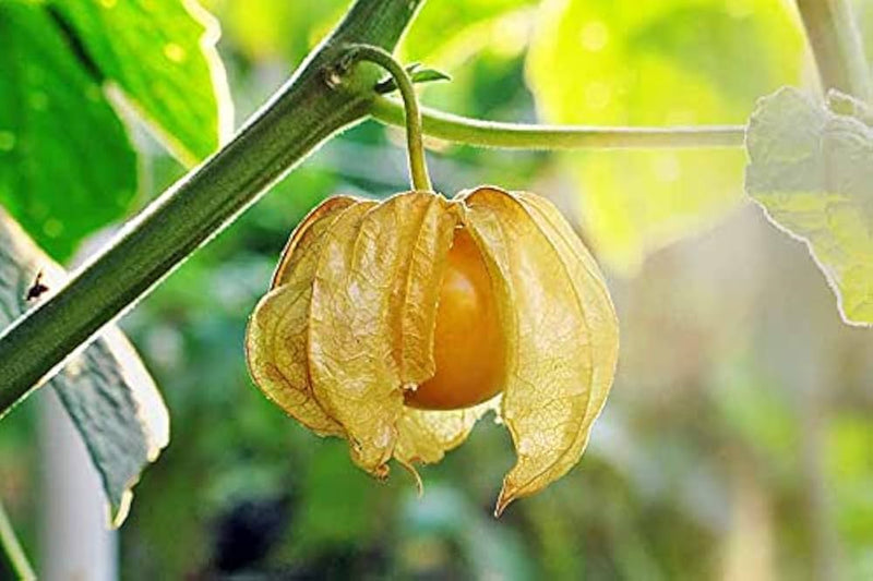 Jamberry Kirsche Tomatillo seeds for tangy, sweet fruits