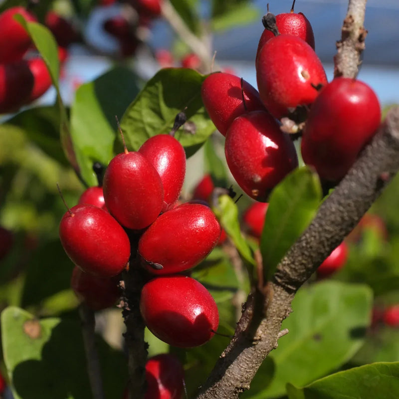 Dulcificum Fruit Seeds for Planting - Grow Miracle Fruit at Home
