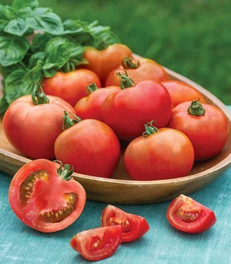 Moonglow Tomato Solanum lycopersicum for planting in vegetable patch
