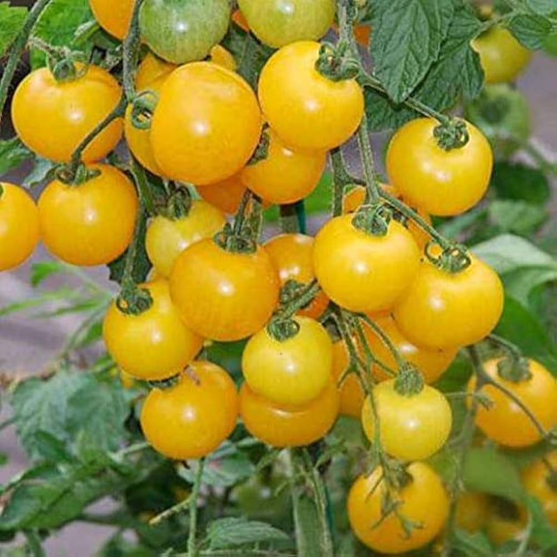 Yellow Tomato Solanum lycopersicum for planting in vegetable patch