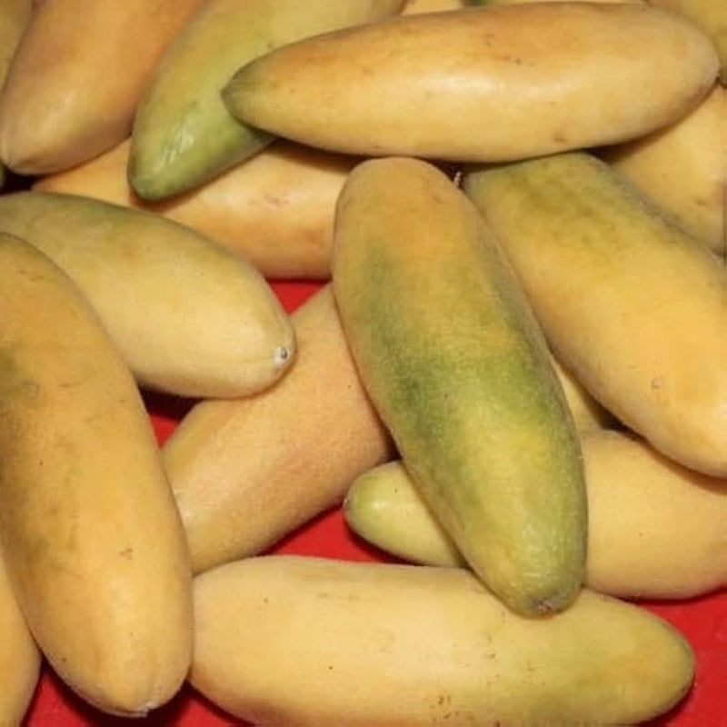 Banana Passion Fruit Seeds for Planting - Premium Garden Seeds