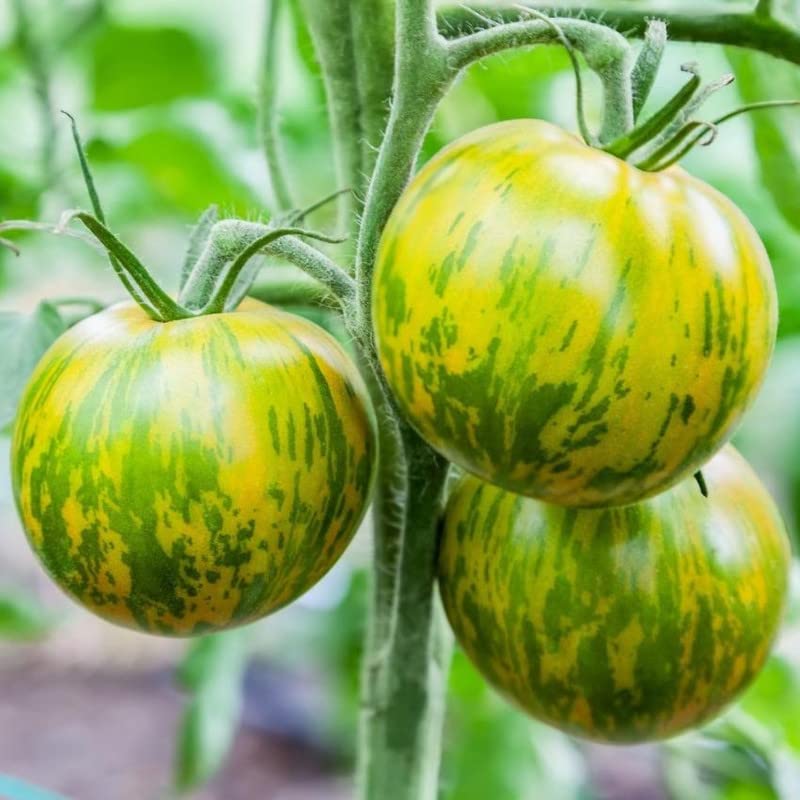 Tomate Cebra Seeds for Home Gardening
