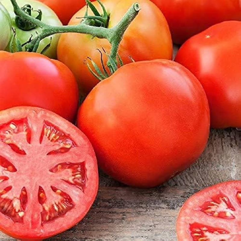 Tomato Solanum lycopersicum for planting in urban garden or home garden