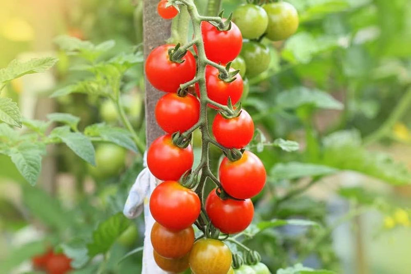 Tiger Asian Tomato Solanum lycopersicum for planting