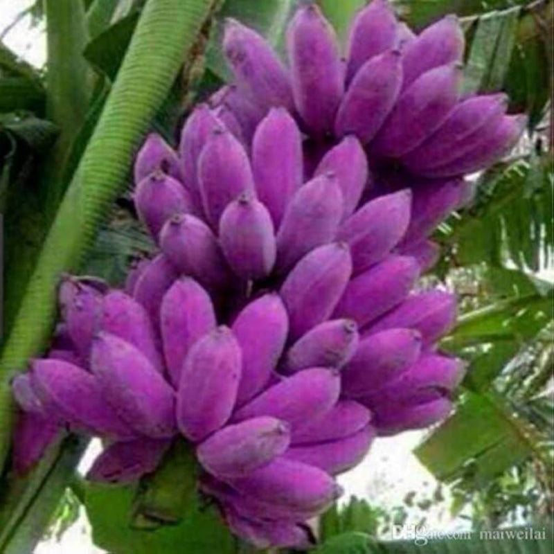 Plant Banana Dark Violet Seeds for Vibrant Growth
