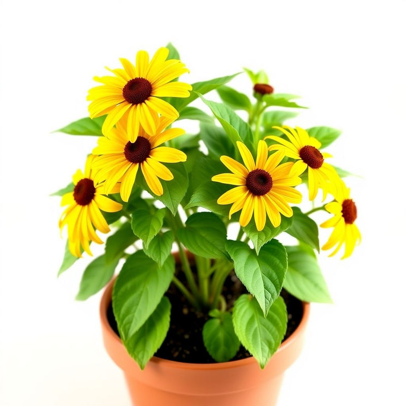 Yellow Rudbeckia Triloba Flower seeds for Planting Hardy Variety Heirloom & GMO Free Seeds for Home Garden
Sale