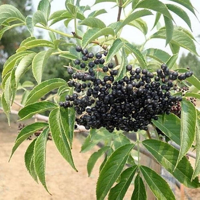 American Elderberry (Sambucus nigra) Fruit Bush Shrub Tree Seeds – Nutritious Berries & Ornamental Shrub