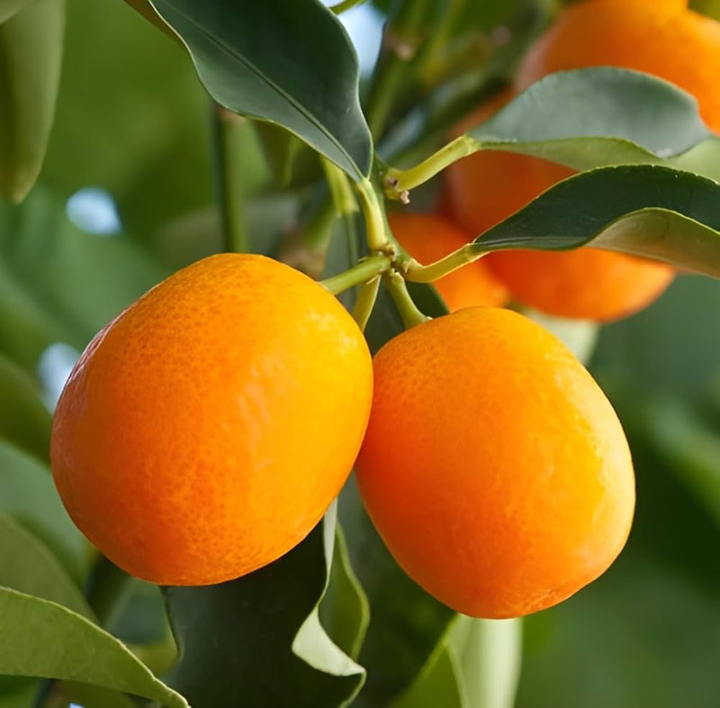 Orange Kumquat Tree Seeds for Planting Grow Your Own Citrus