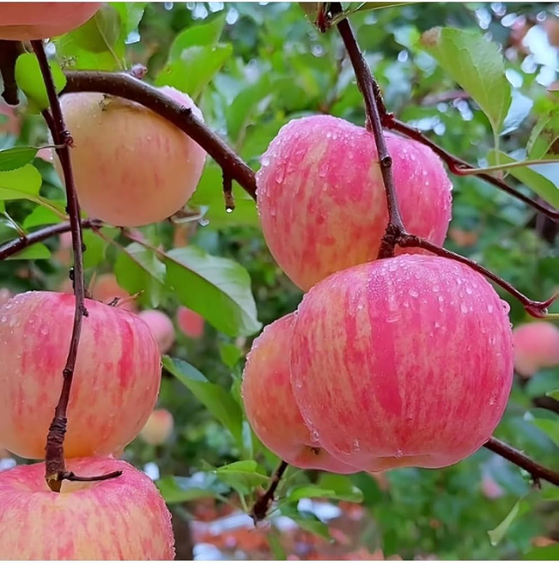 Pink Apple Fruit Seeds for Easy Planting