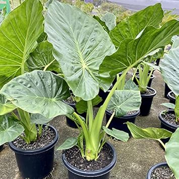 Alocasia Macrorrhiza Flower seeds for Planting - Bright Blooms, Heirloom & GMO Free Seeds for Home Garden
Sale seeds for home garden