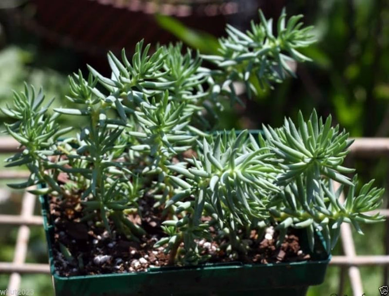 Green Sedum Montanum Flower seeds for Planting - Cottage Garden Essential, Heirloom & GMO Free Seeds for Home Garden