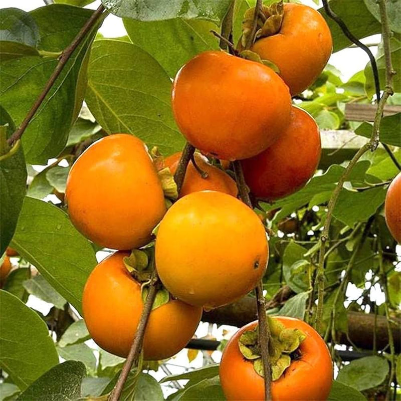 Orange Persimmon Seeds for Planting - Grow Juicy Fruit Trees