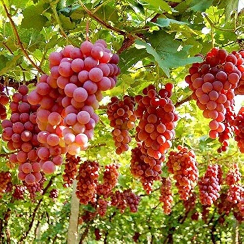 Ruby Roman Grape Seeds for Planting - Grow Your Own Grapes