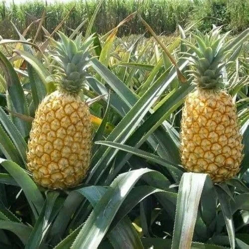Yellow Pineapple Fruit Seeds Planting