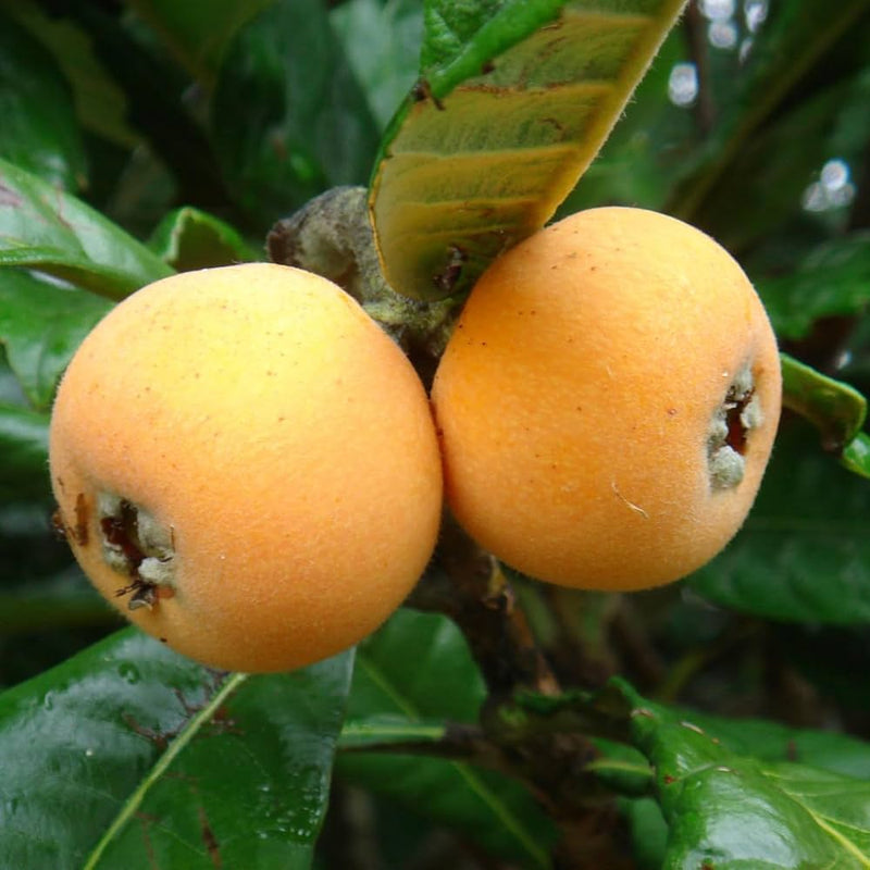 Orange Loquat Medlar Fruit Tree Seeds for Planting