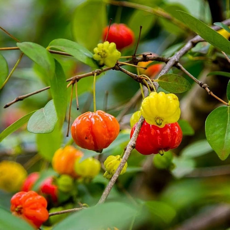 Pitanga Fruit Seeds for Planting Grow Your Own Tropical Harvest