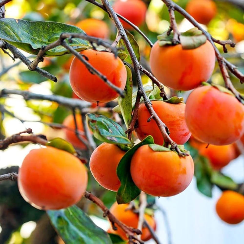 Diospyros Kaki Seeds for Planting