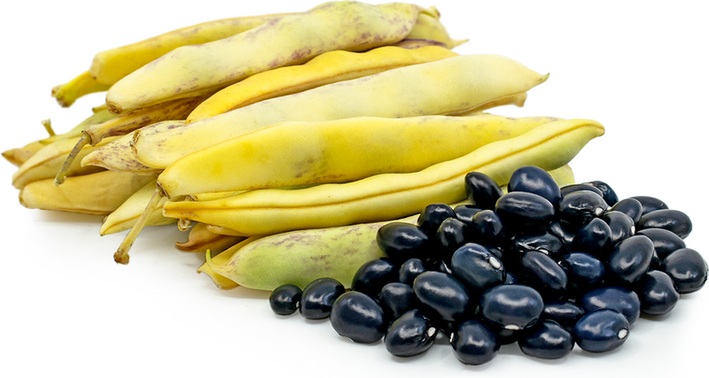 Black Coco Bean Seeds for Planting