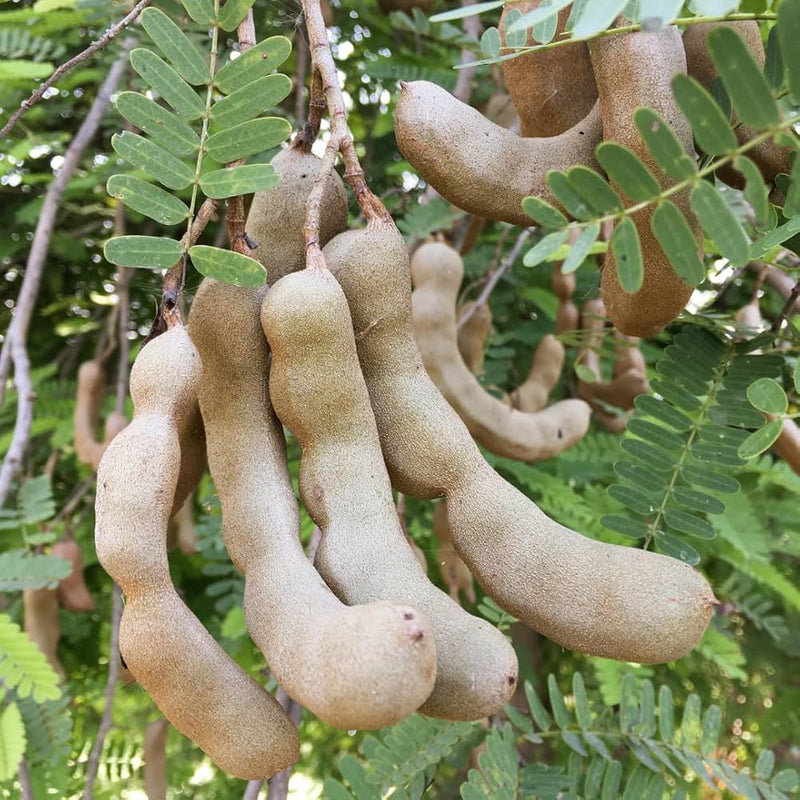 Orchid Tamarind Tamarindus Indica Tree Seeds