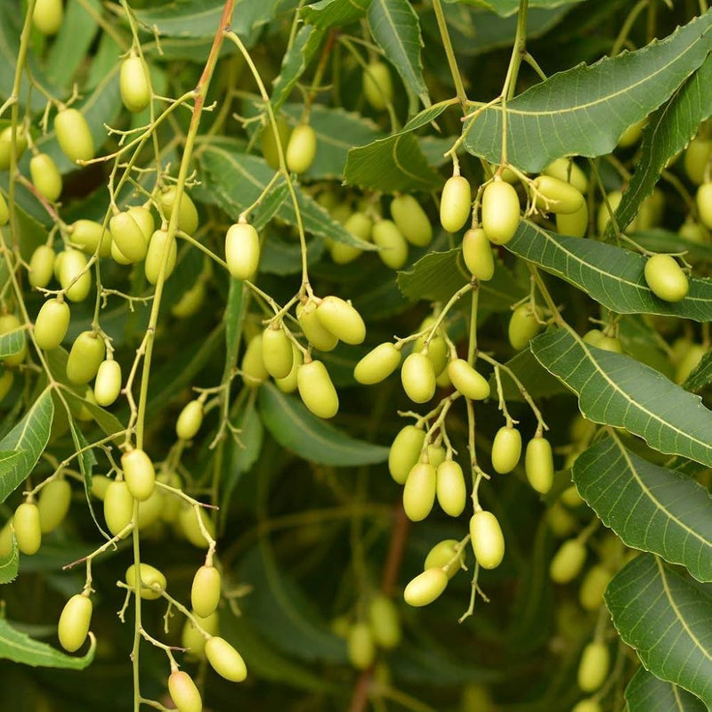 Azadirachta Indica Tree Seeds for Planting