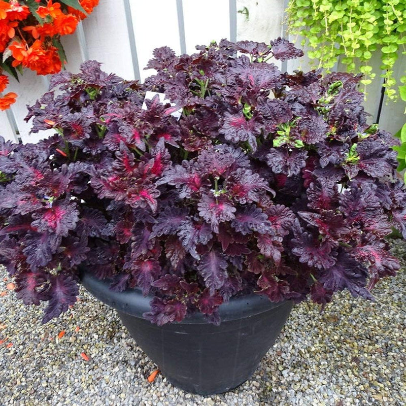 Black Dragon Coleus Flower seeds for Planting - Long Bloom Season, Heirloom & GMO Free Seeds for Home Garden