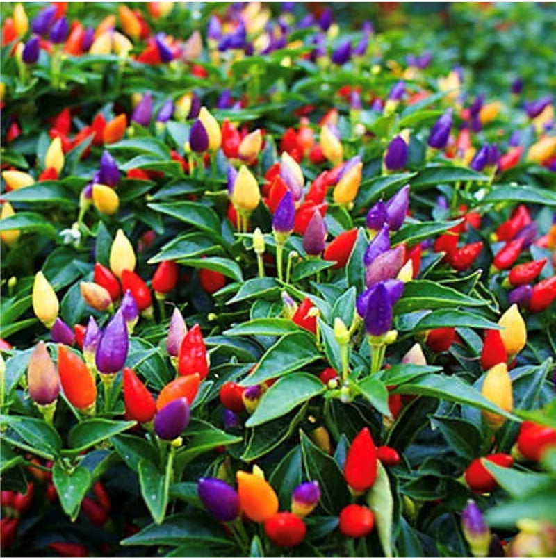 Melrose Pepperoni Capsicum annuum Pepper Seeds for Planting in Vegetable Patch
