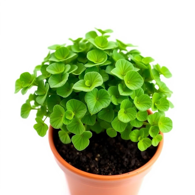 Blue Plant Dichondra Seeds for Easy Planting and Gardening