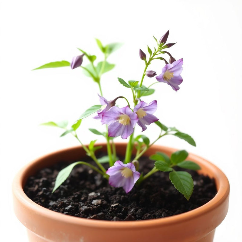 Aquilegia Flower seeds for Planting - Garden Favorite, Heirloom & GMO Free Seeds for Home Garden