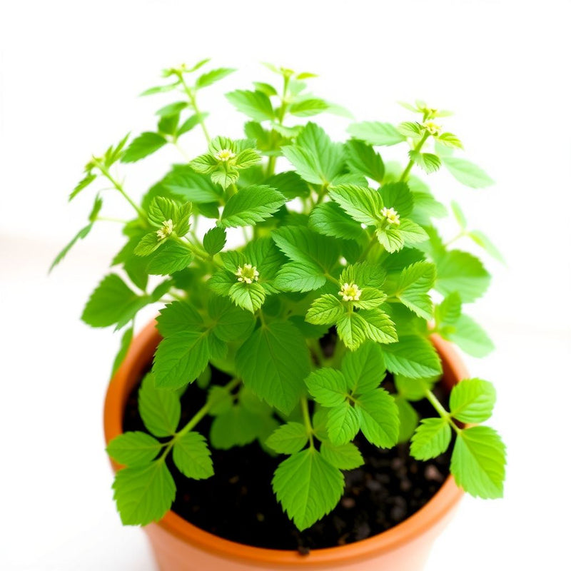 Ammi Majus Flower seeds for Planting Easy to Grow Heirloom & GMO Free Seeds for Home Garden
Sale