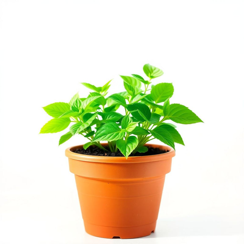 Toothache Plant for Natural Relief Seeds for Growing Your Own Herbal Remedy in Gardens