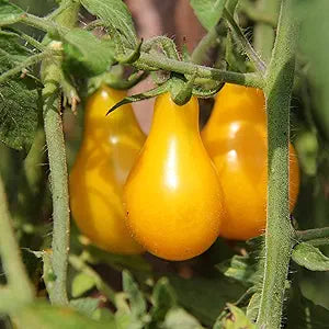 Tomato Heirloom Yellow Pear seeds for sweet tomatoes