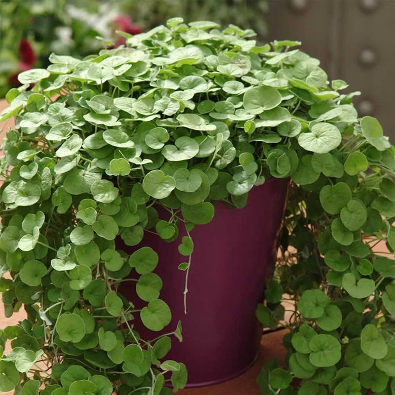 Emerald Falls Dichondra House Flower seeds for Planting - Fragrant Blossoms, Heirloom & GMO Free Seeds for Home Garden
Sale seeds for home garden